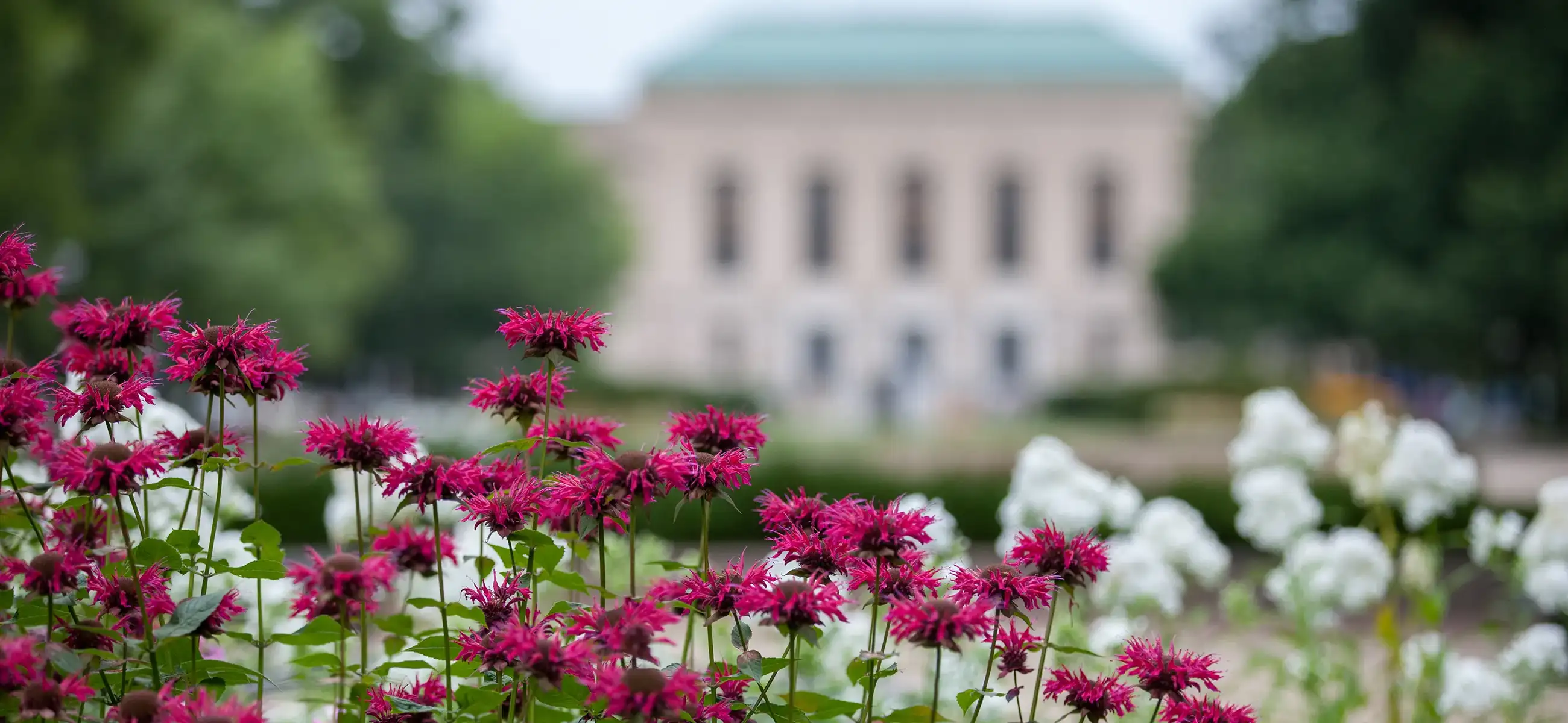 Vibrant magenta bee balm flowers in sharp focus in the foreground with white flowers visible to the right, green foliage on both sides, and the Rackham Graduate Library building softly blurred in the background under a partly cloudy sky.